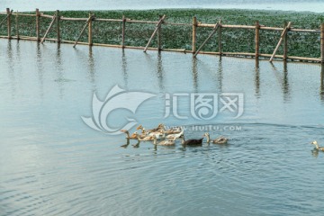 阳澄湖