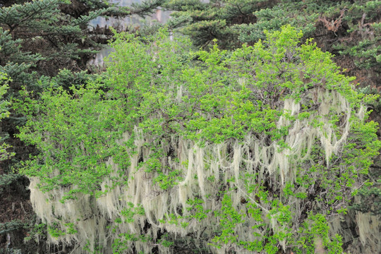 碧沽天池