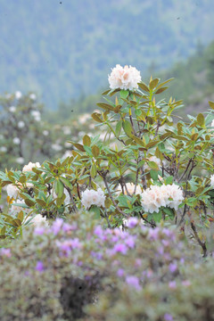 碧沽天池