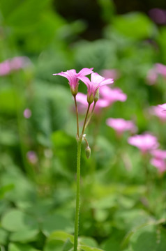 小红花