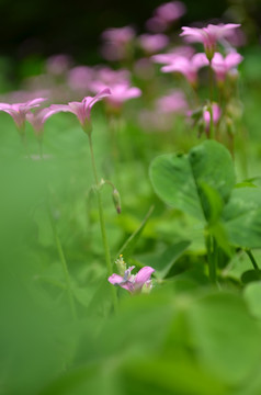 红色小花