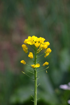 白菜花