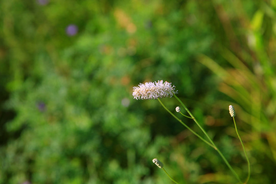 小白花地榆