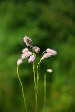 小白花地榆