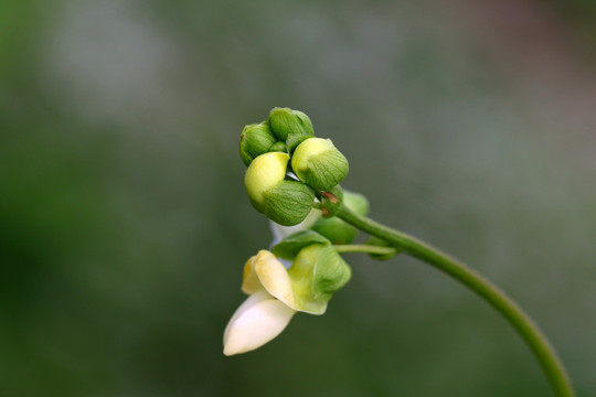 豆角花蕾