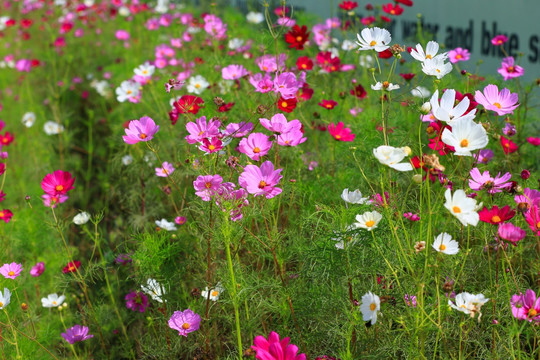 格桑花