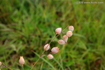 狗筋麦瓶草