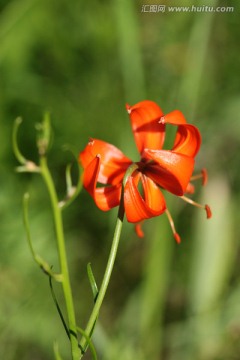 细叶百合花