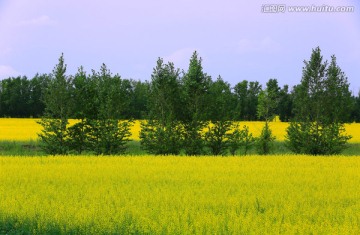 油菜花