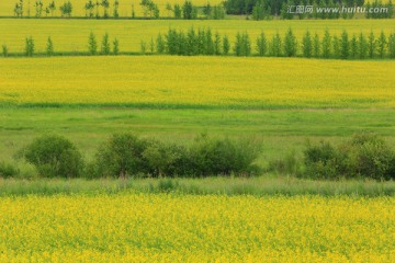 油菜花地