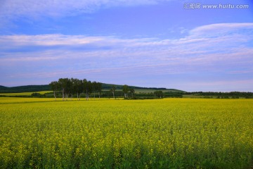 油菜花