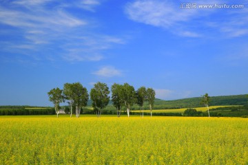 油菜花