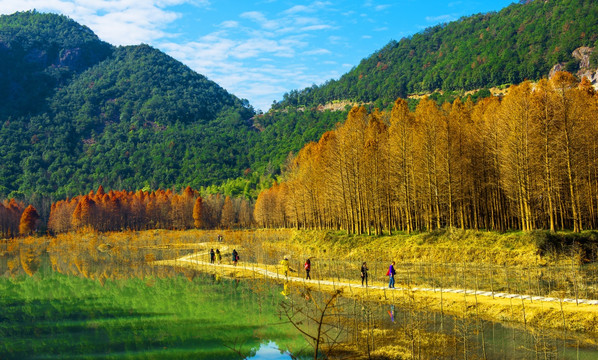 山水风光 水杉树林