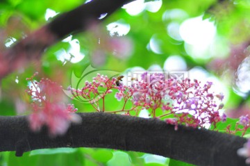 杨桃花