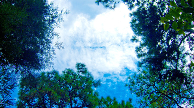 绿树 天空