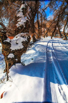 冬季道路树林雪景