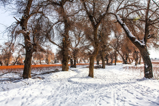 冬季道路树林雪景