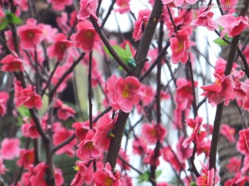 梅花粉特写枝头