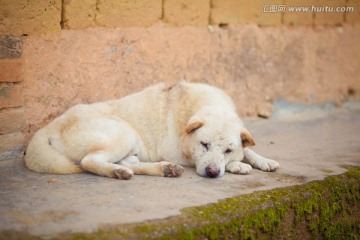 中华田园犬