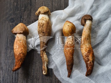 野生雞樅菌