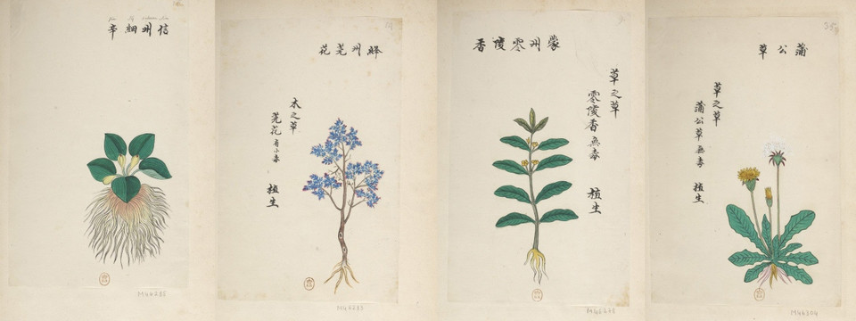 本草綱目