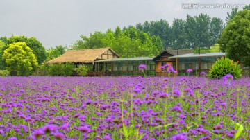 花海