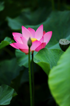 荷花