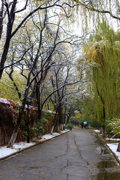 北大秋色雪景林荫道柳树