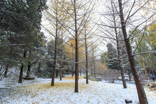 北大校园风光秋天雪景银杏