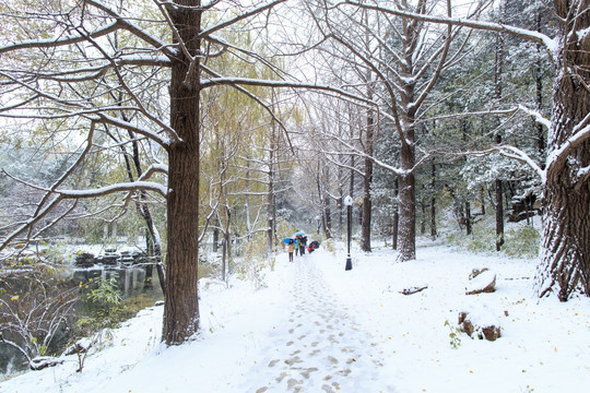 北大校园风光秋天雪景银杏