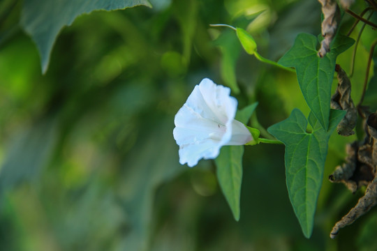 牵牛花