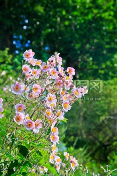 野棉花 打破碗花花