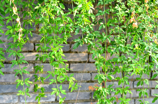 植物墙 砖墙 墙壁 垂藤