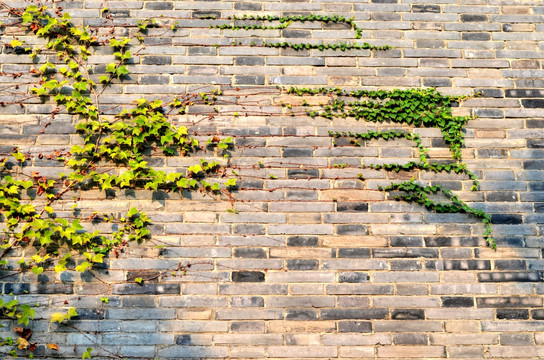 青砖植物墙 墙壁 背景墙
