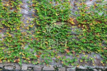 老墙 背景墙 植物墙 苏式墙壁
