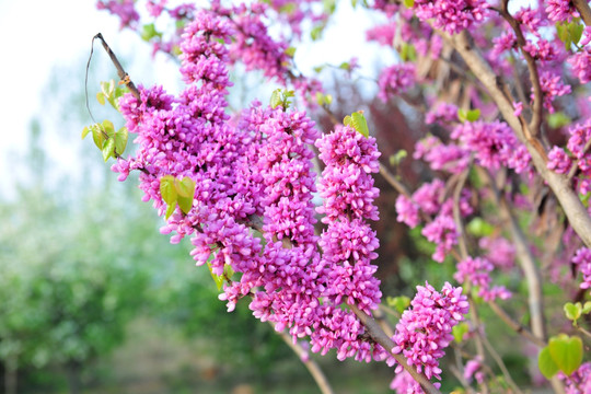 满条红 紫荆花 紫色花