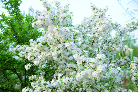 海棠花 白色花 果树花