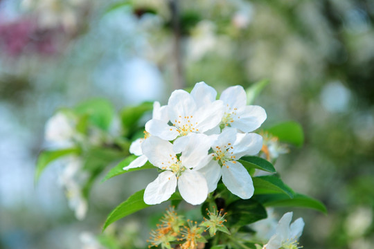 白色花 果树花