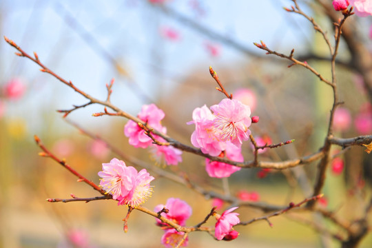 桃花 春暖花开 果园