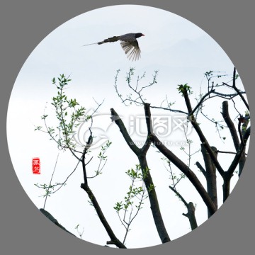 畫意 飛鳥 樹枝
