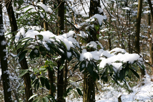 初雪