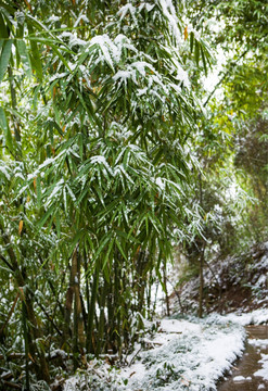 雪景