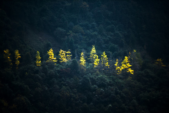 高山黄叶