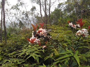 山花