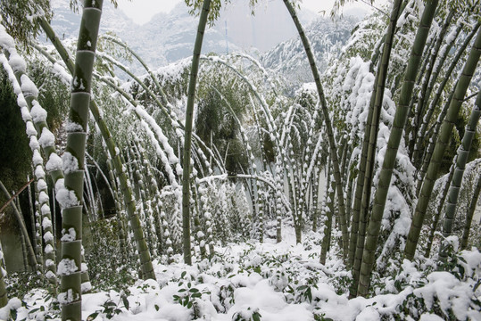 雪后竹林