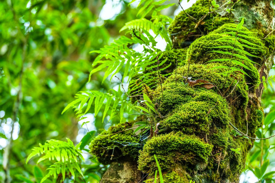 苔藓 大围山