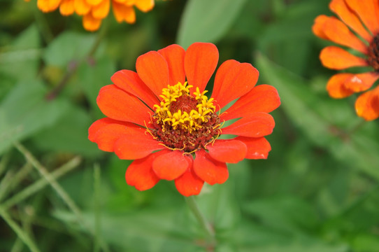 太阳花 鲜花