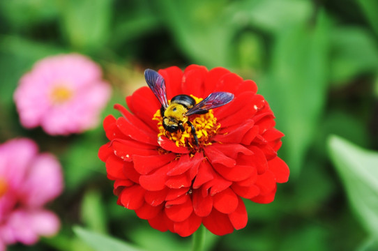 鲜花 蜜蜂