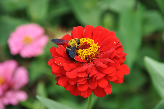 鲜花 蜜蜂