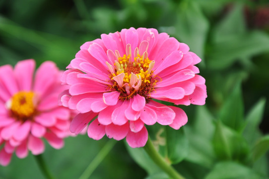 鲜花 花田